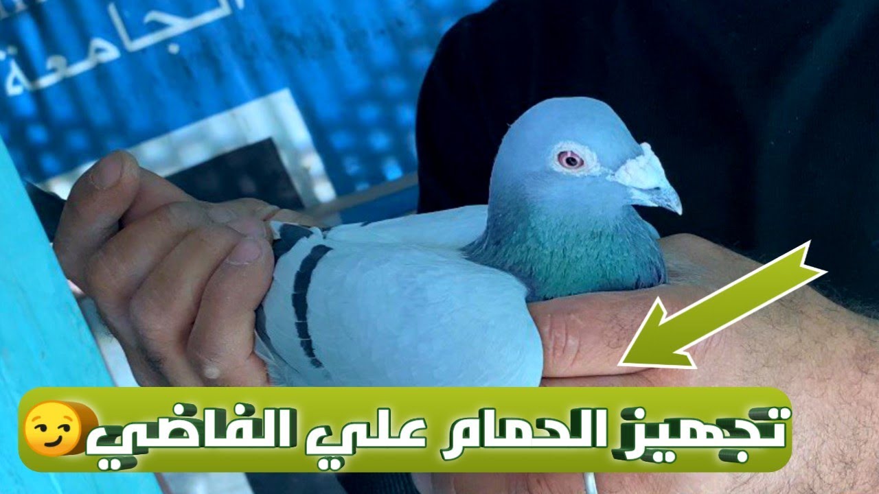 بعد تجهيز الحمام الزاجل للأسف مش هنسابق السنادي😏