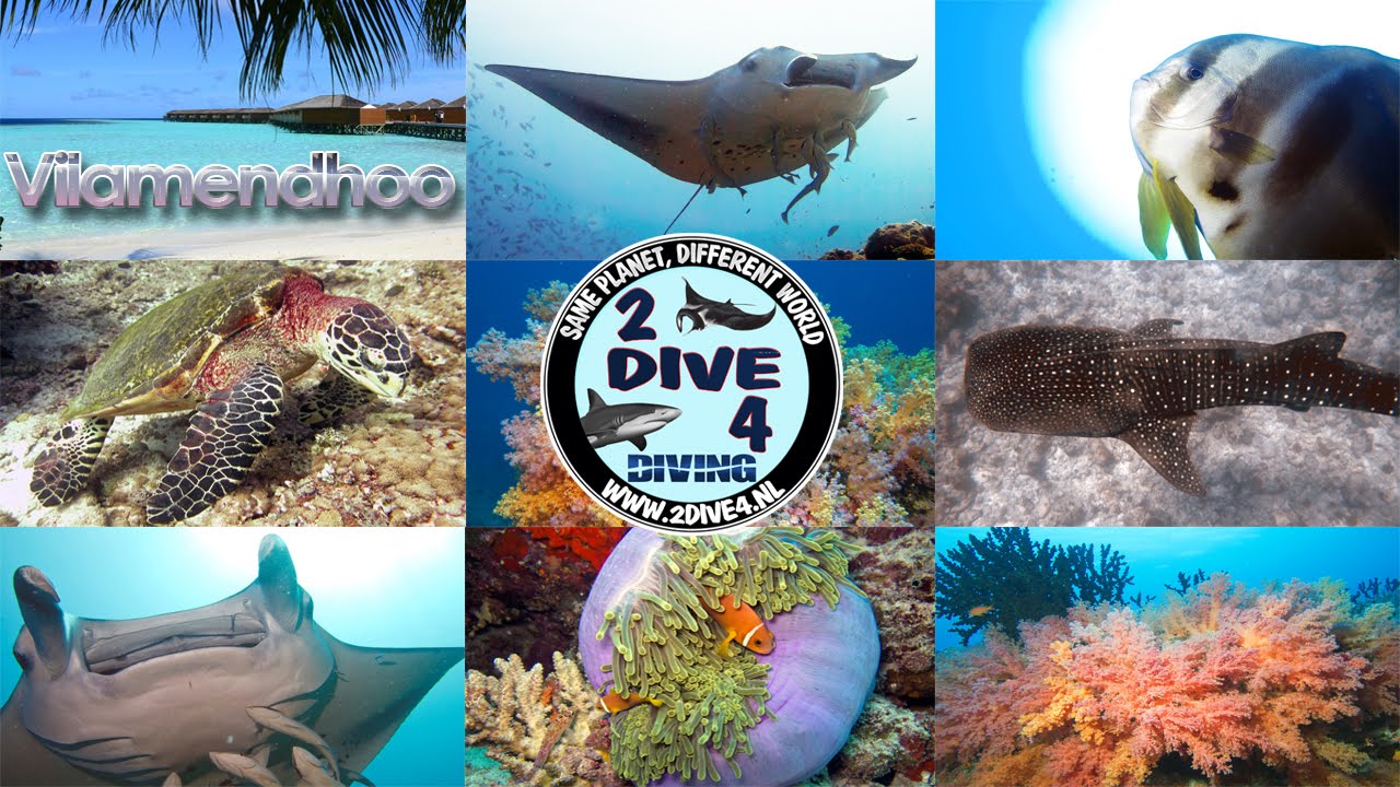 Scuba diving with Euro Divers Vilamendhoo Maldives
