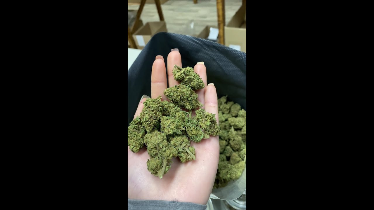 CBD 180 - Amn&eacute;sia Premium Indoor Swiss