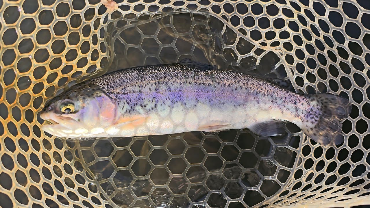 Thank You Scientific Anglers