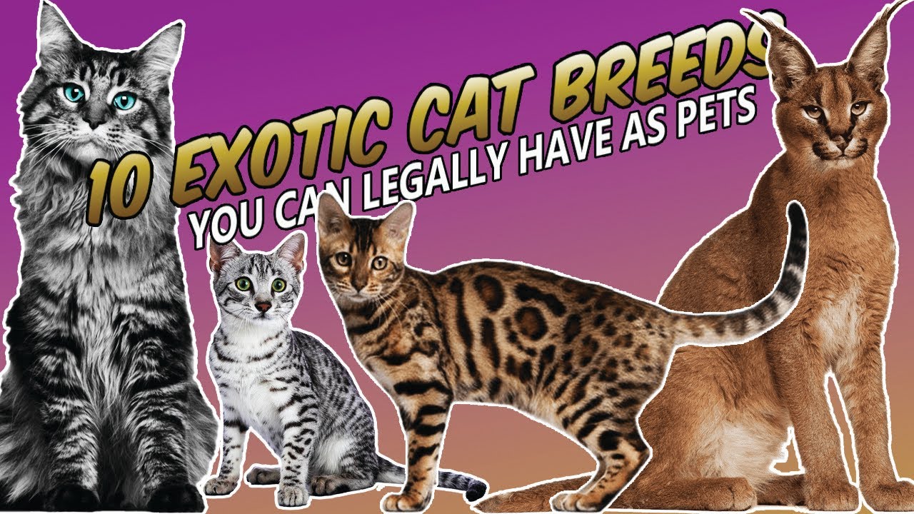 10 Exotic Cat Breeds You Can Legally Have As Pets