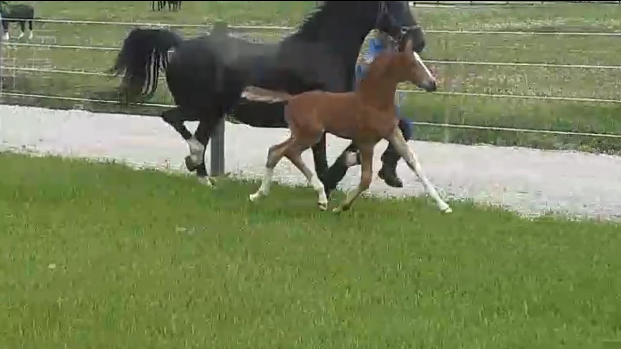 2024 KWPN Filly by Gaudi SSF (Totilas) x Lioline (EZ Warrior) Uzanna