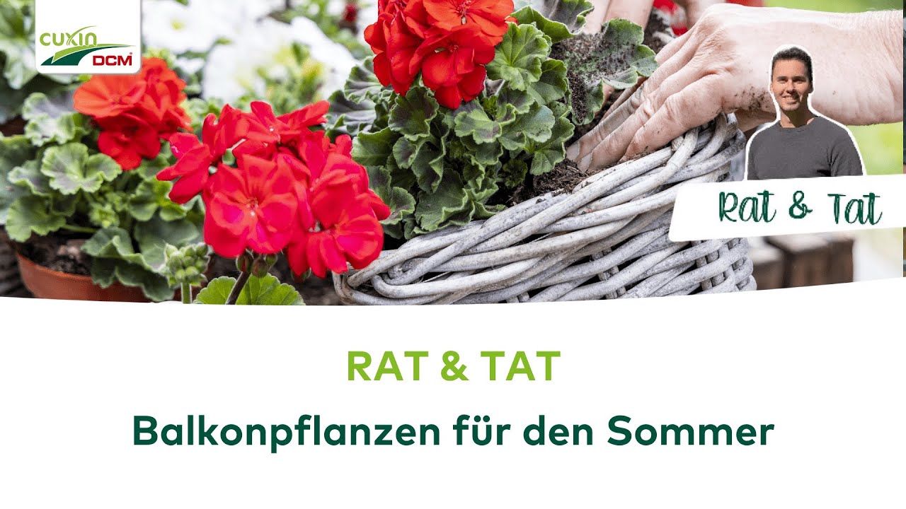 RAT & TAT: Balkonpflanzen für den Sommer