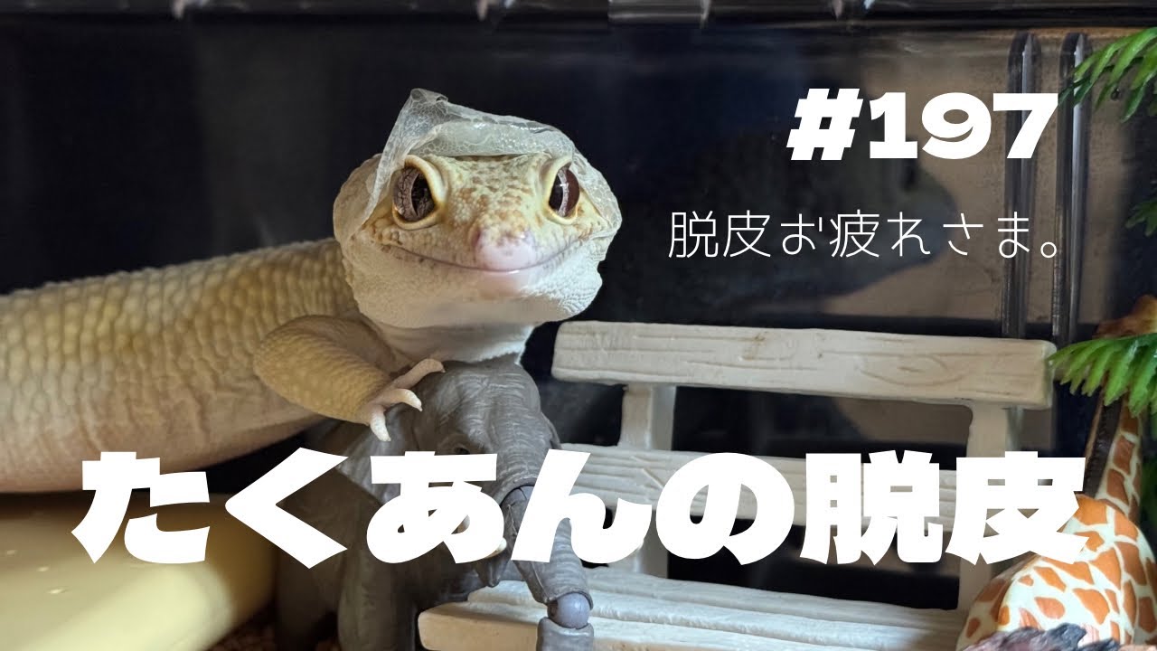 【レオパ】たくあん、脱皮しました。