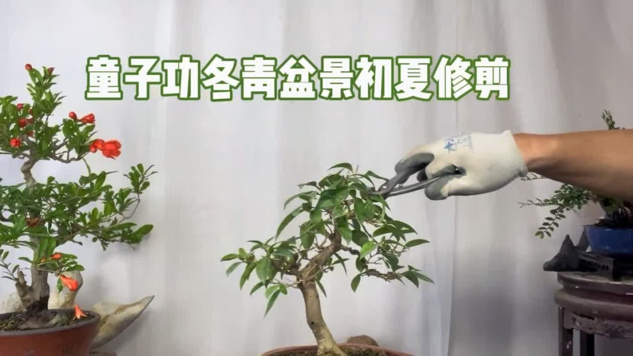 童子功冬青盆景培育过程，以及初夏修剪，很实用！赶紧看看 园艺师教你，冬青盆景初夏季节修剪方法和注意事项。#女贞盆景 #冬青盆景修剪 #盆景制作 #童子功盆景