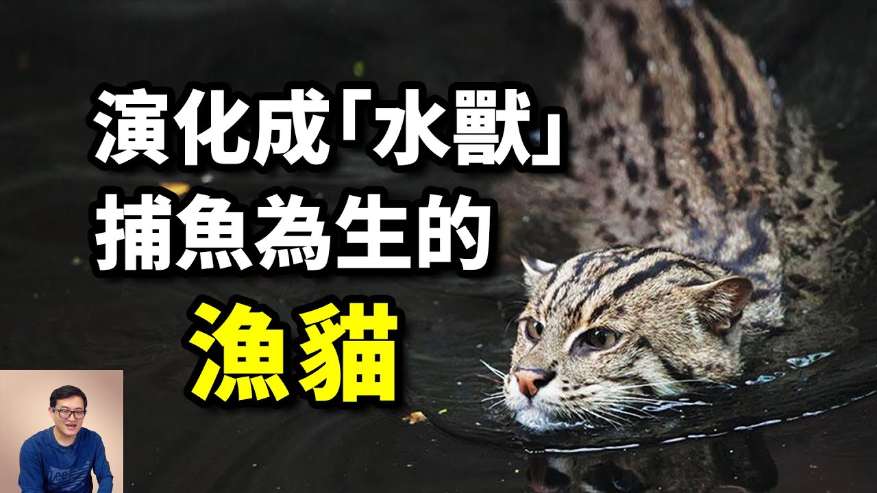 專為吃魚而生，被稱為「魚虎」，沙貓的對立面，向水生演化的漁貓Fishing cat【老肉雜談】#動物 #貓 #漁貓 #cat