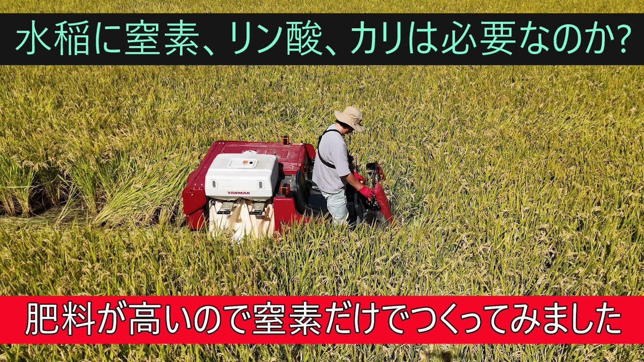 【窒素だけでイネをつくる】光合成量、収量、千粒重を調べました。