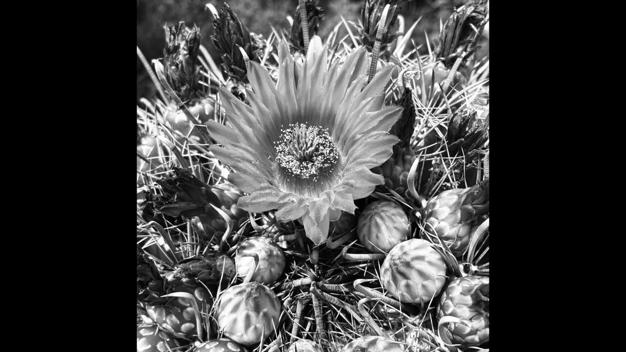 Dead Flowers (Rough and Ready Cover)