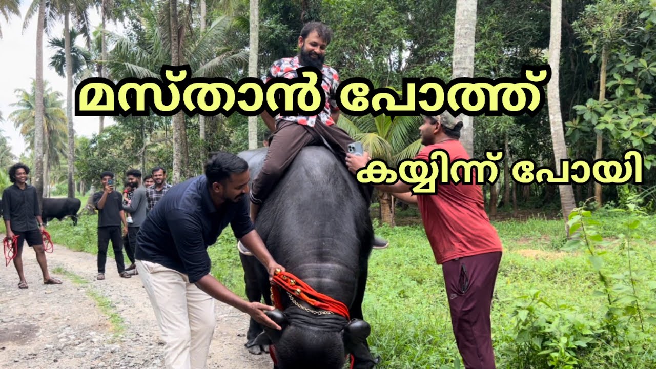 ഇവിടെ പോത്തിന് ഇത്രവിലക്കുറവ് എന്താണ് പെരുന്നാൾ വില്പനആയത്കൊണ്ടാണോ