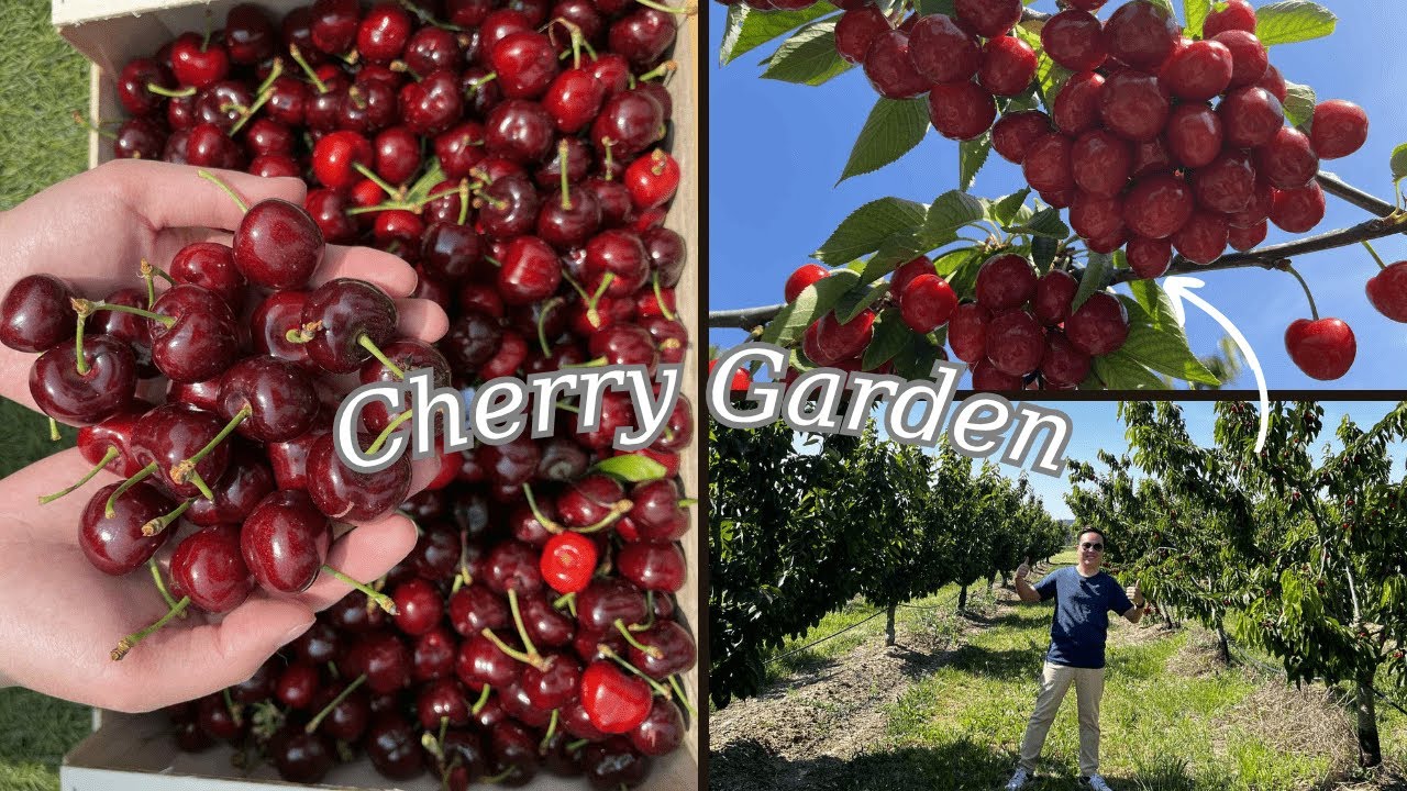 Khám Phá Vườn Cherry Tuyệt Đẹp Ở Pháp 🍒 | Cherry Siêu Rẻ Bất Ngờ!