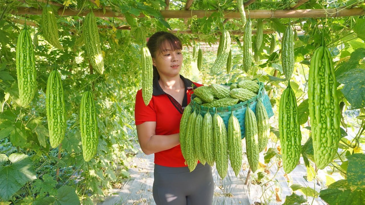 Harvesting Bitter Melon Go To Market Sell, Buy Pork Leg To Cook || Phương - Free Bushcraft