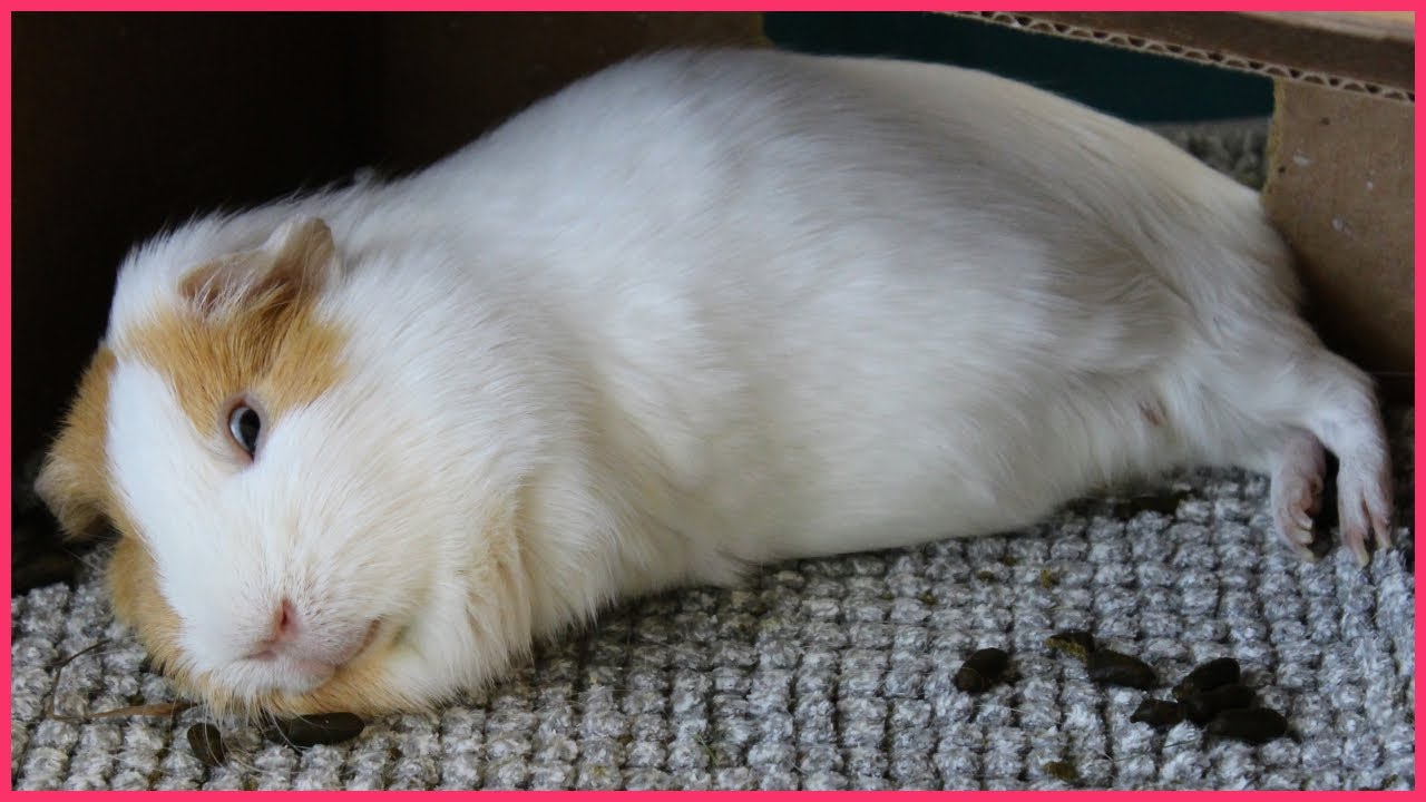 Best guinea pig noises of the wheek! (2021 Week 32)