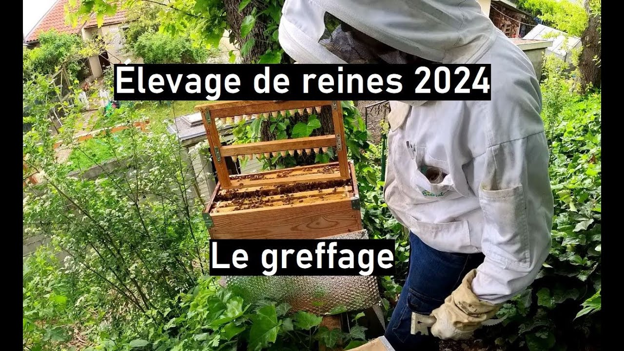 Saison 02 - épisode 17 : Elevage de reines - le greffage