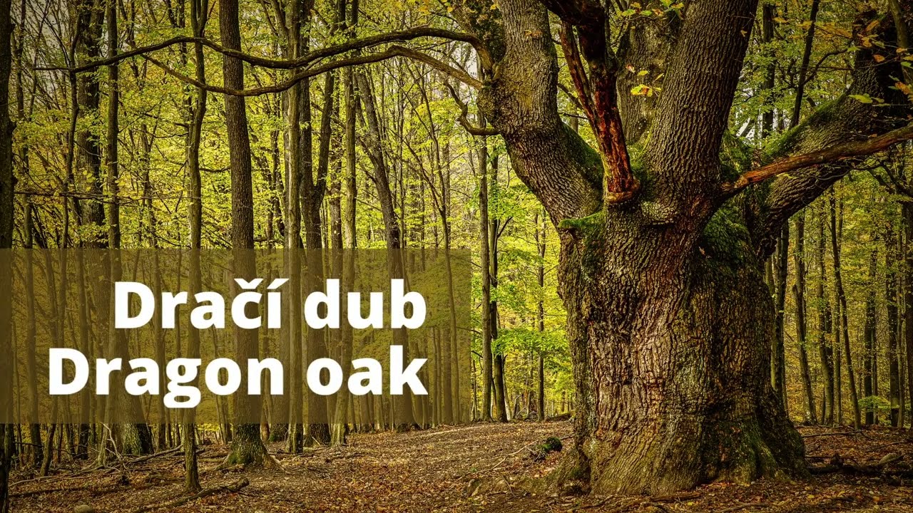 Dračí dub z Lozorna