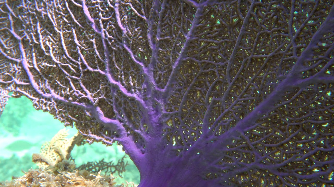 Sea Fan close up  #1, natural Caribbean Reef Vieques, Puerto Rico, 4k video