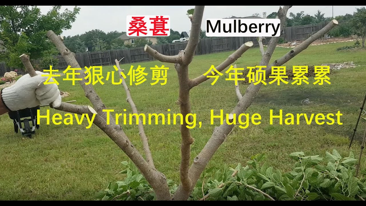 [Eng Sub] 剪秃了的桑葚硕果累累 Mulberry: heavy pruning guarantees good harvest (20240401)
