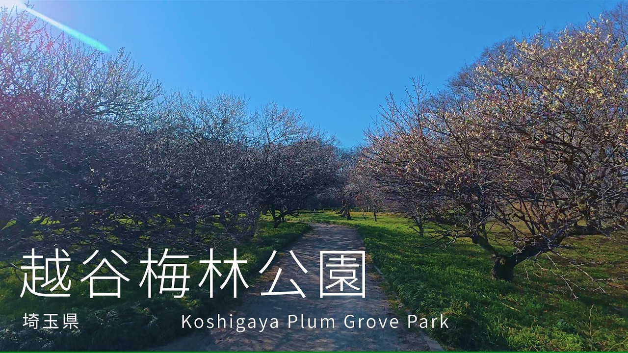 【4K・POV】埼玉県越谷市越谷梅林公園を散歩