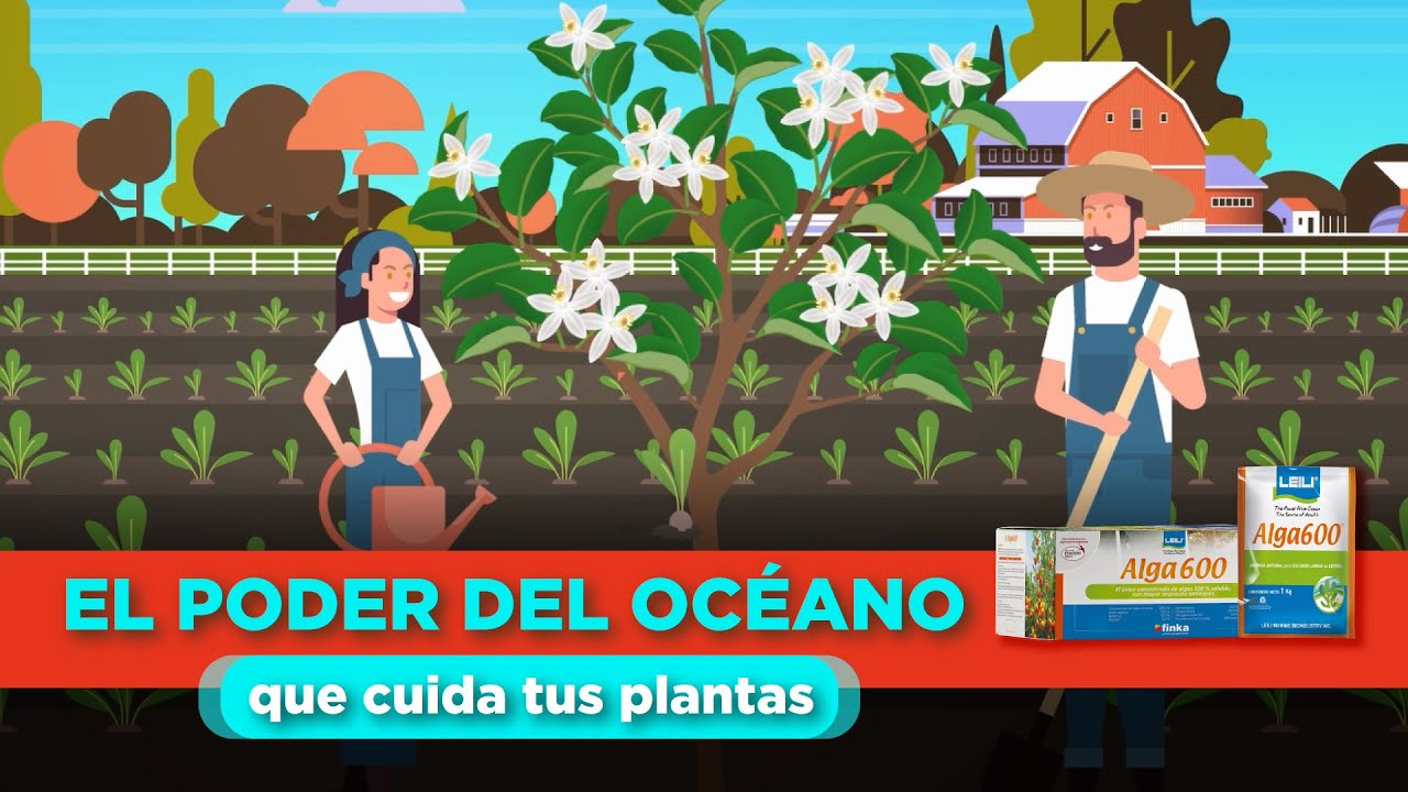 Alga600: el único concentrado de algas 100% soluble