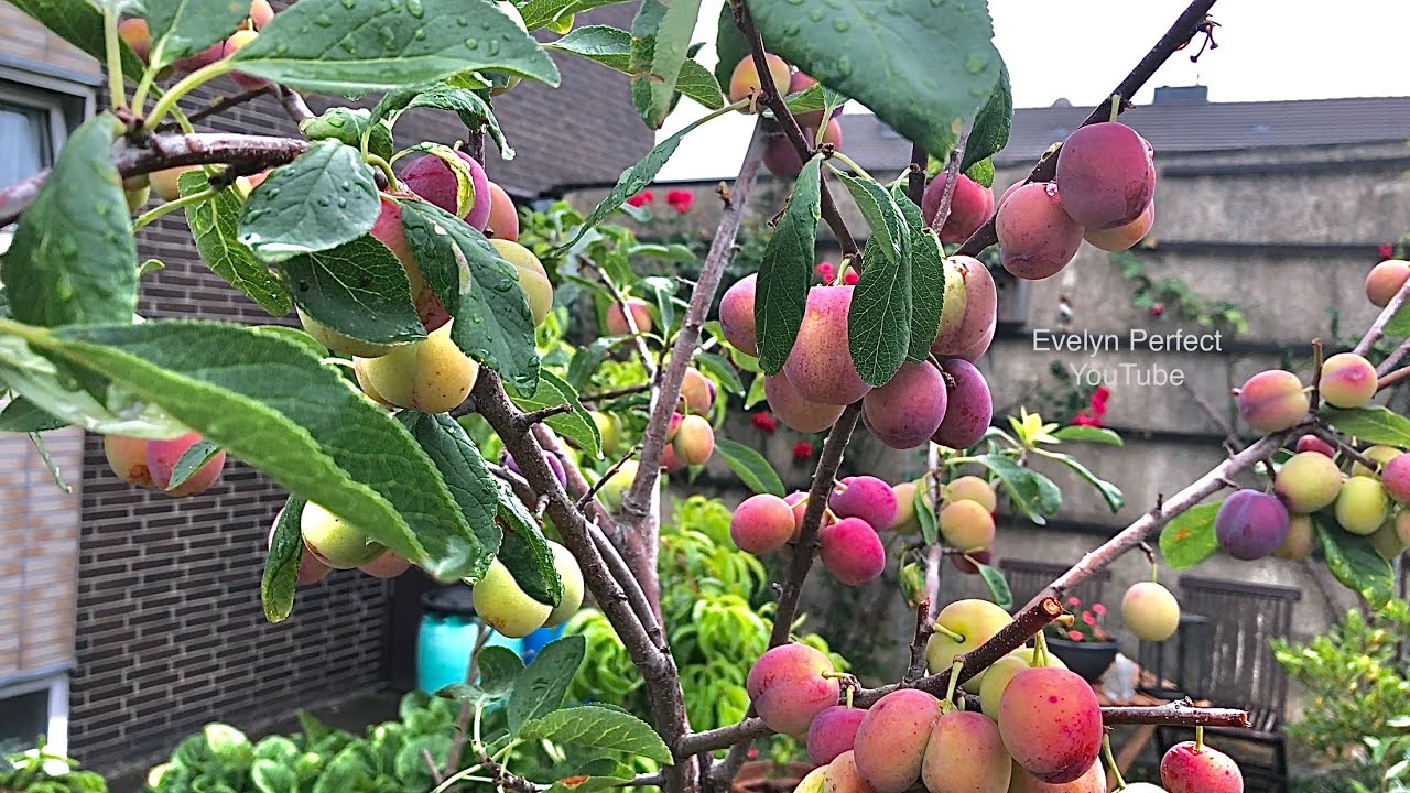 PART 1 - GROWING PLUM TREES IN CONTAINER