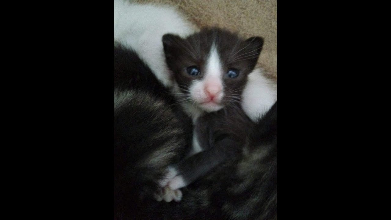 Dapper kitten Deel 2 - TJD NATUUR
