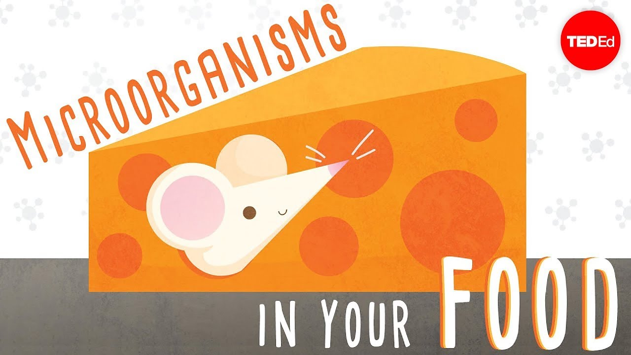 The beneficial bacteria that make delicious food - Erez Garty