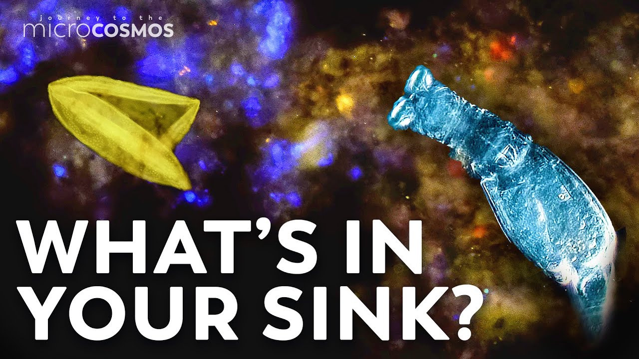 The Secret Things Living In Your Drains
