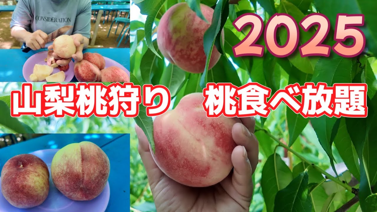 【山梨桃狩り/桃食べ放題】甲州市勝沼のあすなろ園で桃狩りと桃の食べ放題！テーブルで冷えた桃は最高の夏の味覚でした！