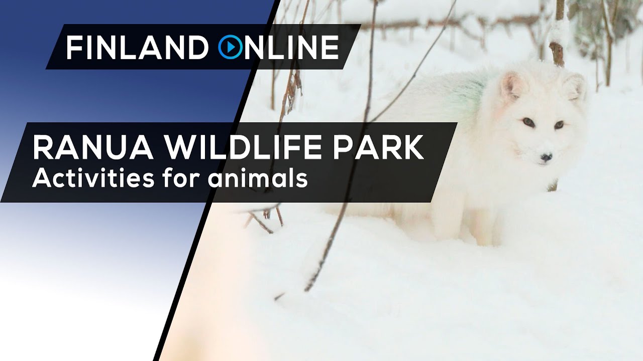 Ranua Wildlife Park - Activities for animals | Finland Online