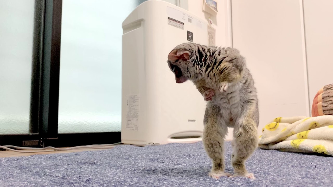 探し物をするお猿がまるで人間 Bushbaby the Pizzatoru / ショウガラゴのピザトル