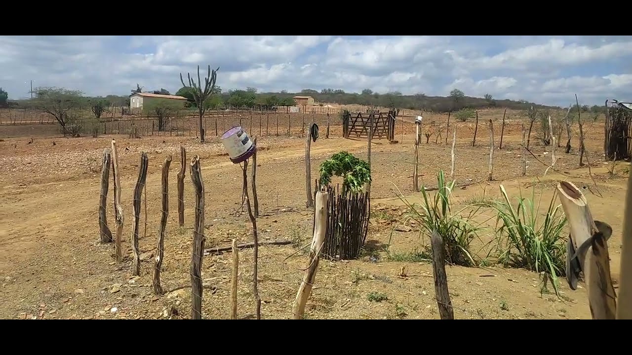 O vídeo de hoje mostrando o porco do nosso sertão