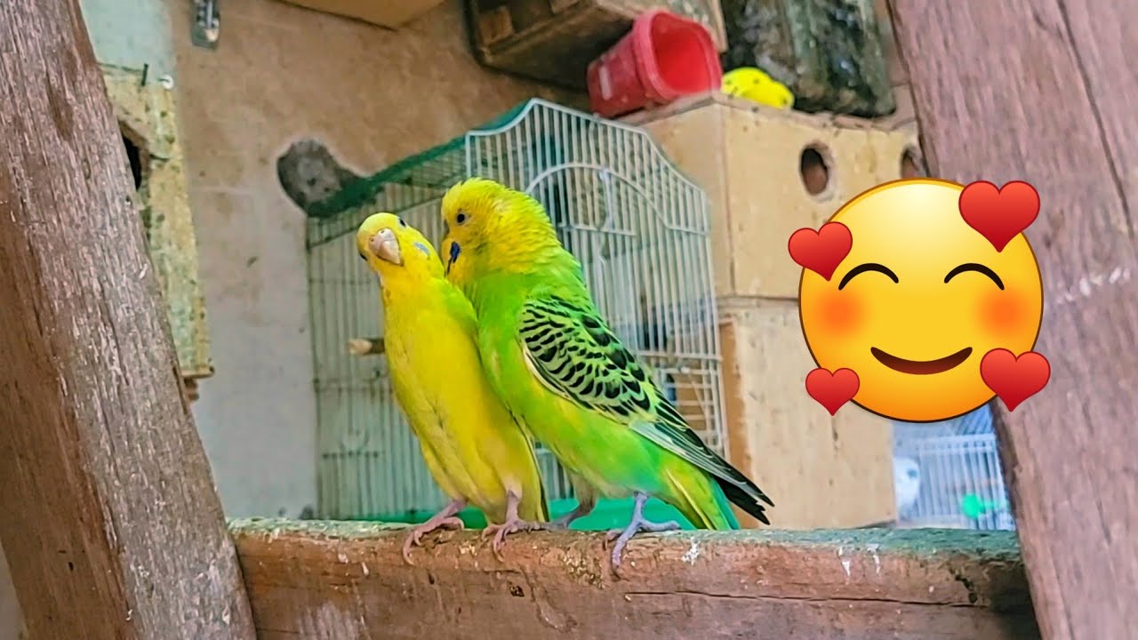 Budgies sounds part 19 | female act like male 😆