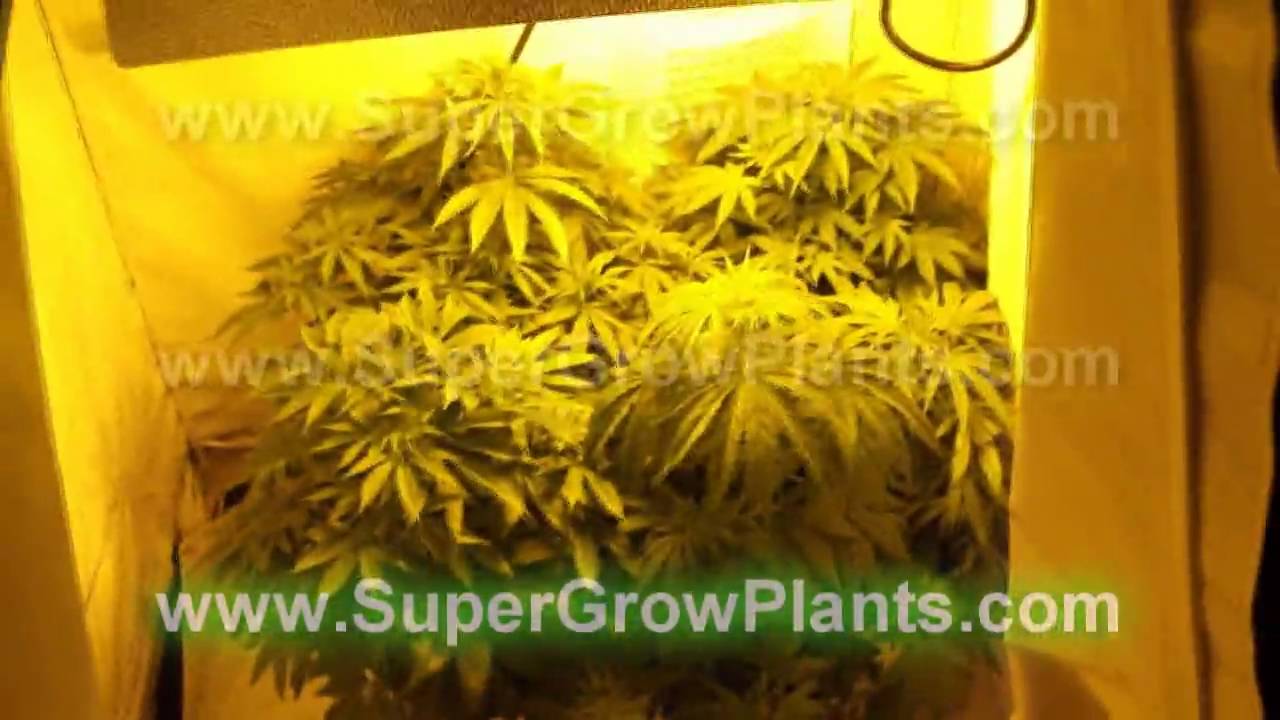 600 Watts HPS Grow Flower HD part 1