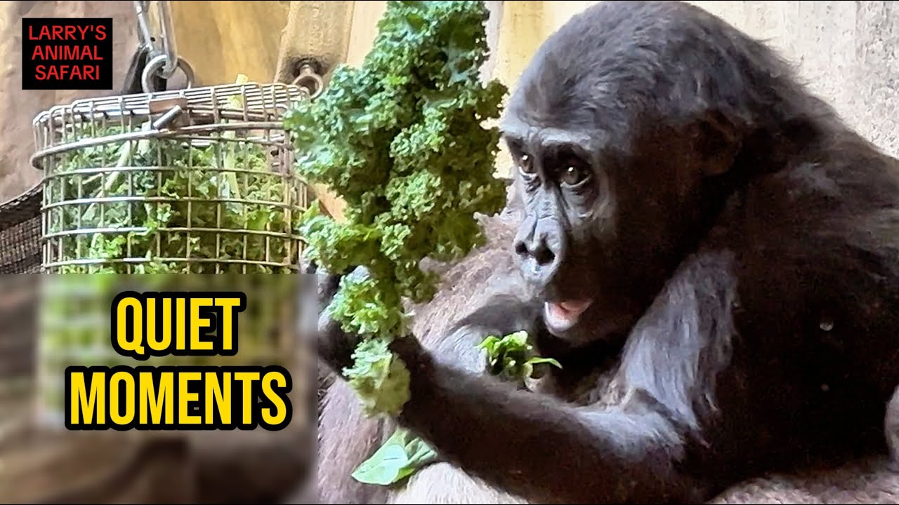 Тихий день внутри семьи горилл 🦍