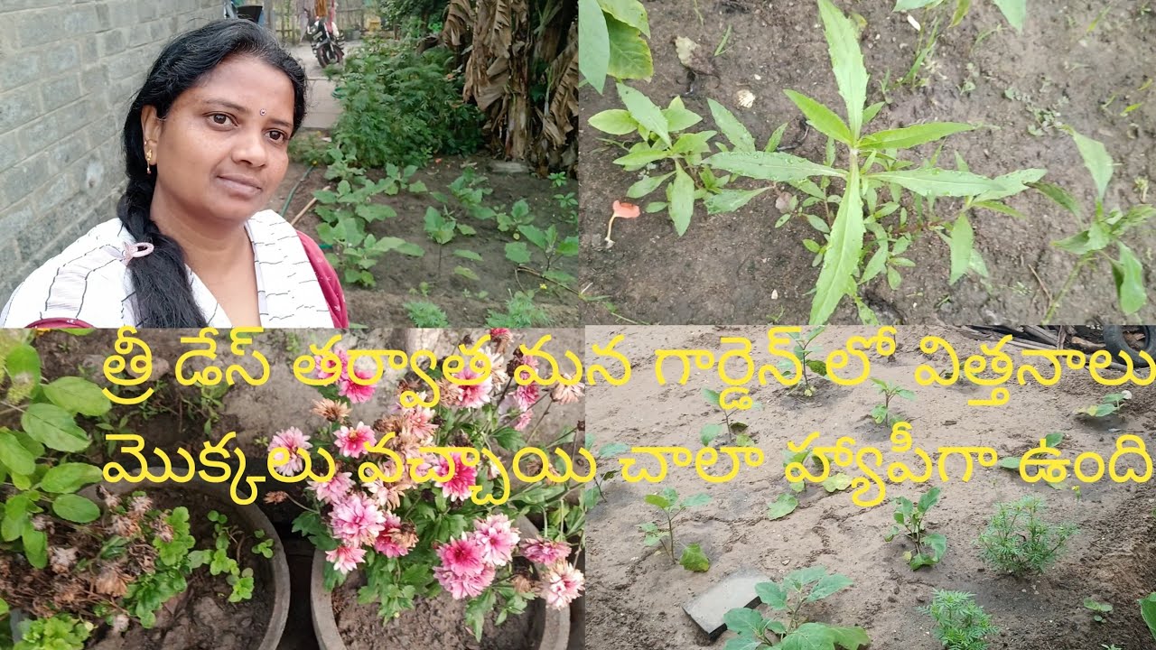 వంకాయ మొక్కలు కొన్ని విత్తనాలు వేసే కదా ఇప్పుడు ఎలా ఉన్నాయో చూడండి