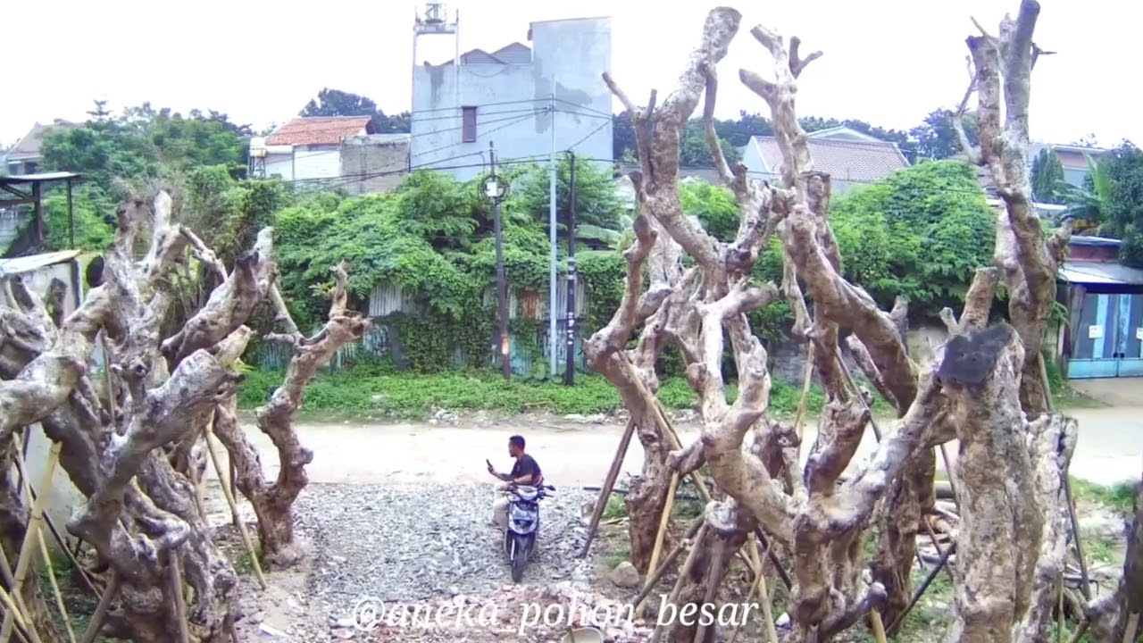 KAMBOJA FOSIL KEREN PAKAI BANGET!! COCOK UNTUK  BUAT TAMAN MAKIN KECE