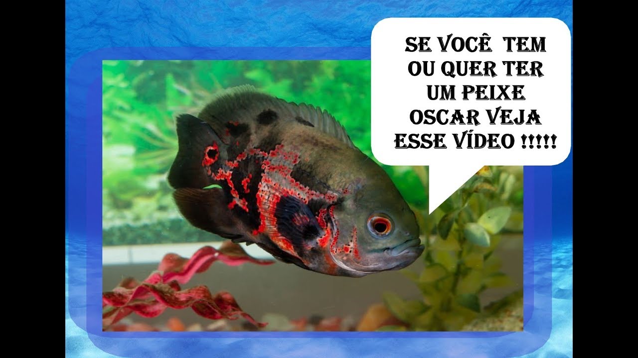 Tudo sobre o peixe oscar