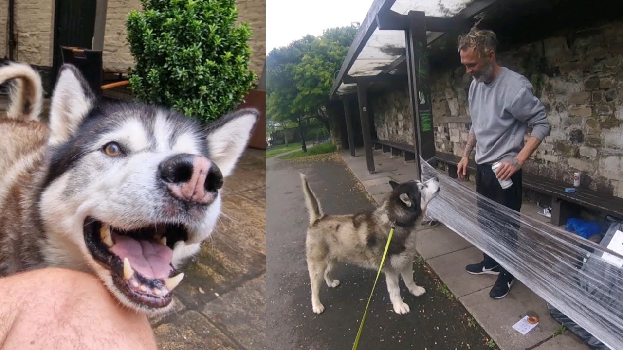 Husky Goes For A Meal And They Let Him In!