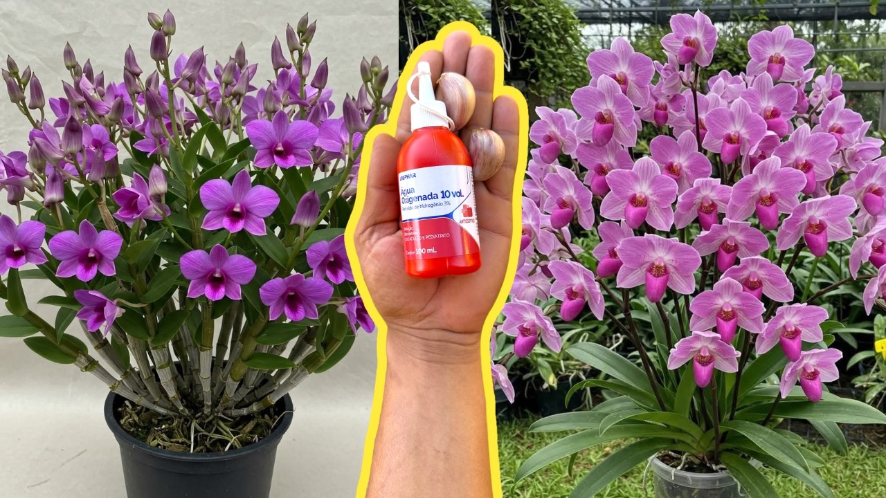 ADUBAÇÃO CASEIRA PODEROSA PARA ORQUÍDEAS E FLORES EM GERAL
