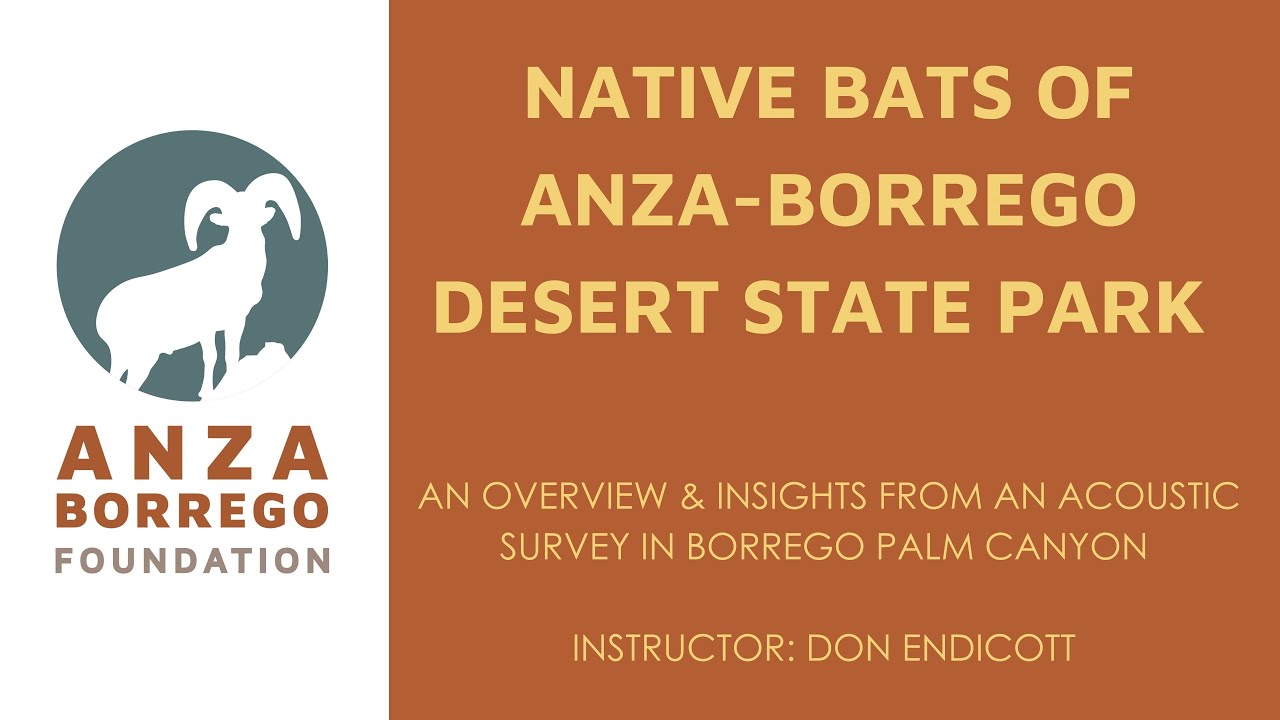 NATIVE BATS OF ANZA-BORREGO DESERT STATE PARK by Don Endicott