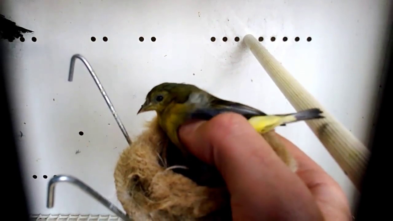 Carduelis Psaltria Jouyi, Mexicozeisig, Chiruli, Lucherino dorso Nero, Lesser  Goldfinch, Jilguero.