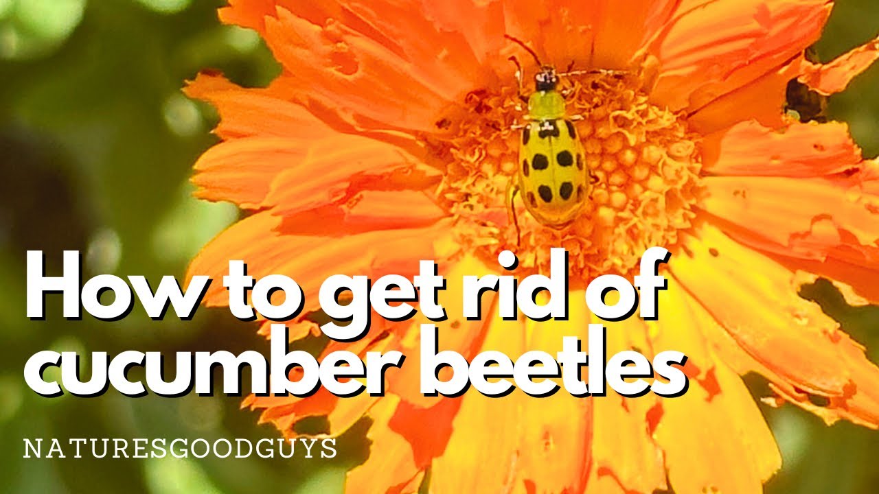 Dealing with an active infestation of cucumber beetles