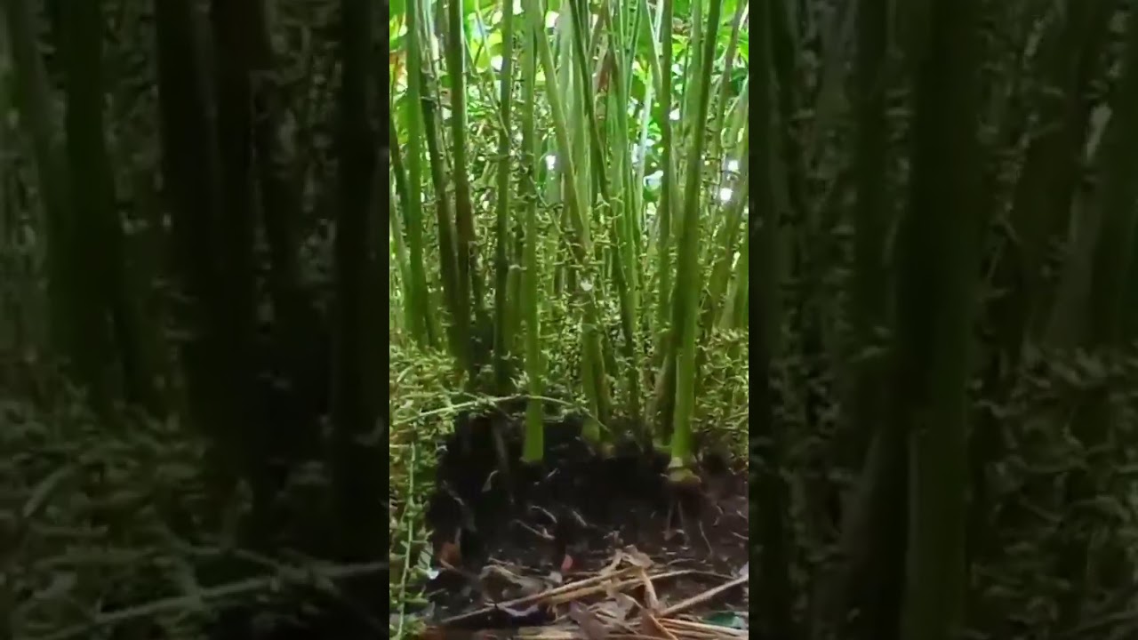 #cardamom #cultivation