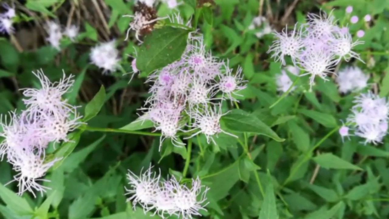 Conoclinium coelestinum, the blue mistflower, Blue Boneset,  Asteraceae Aster Family, wild ageratum