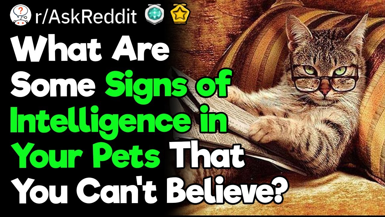 Smartest Pets of Reddit