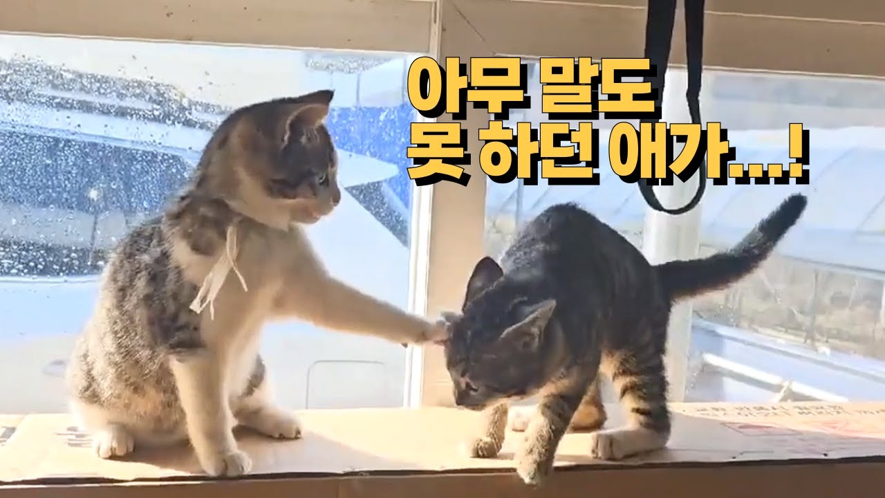 계속 당하기만 하던 새끼 길냥이,결국 반격했다