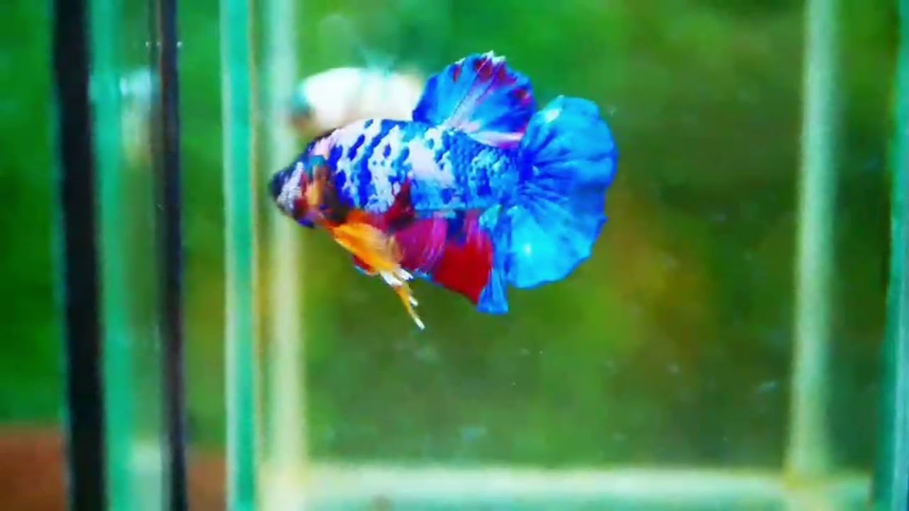 Multicolor Betta Fish