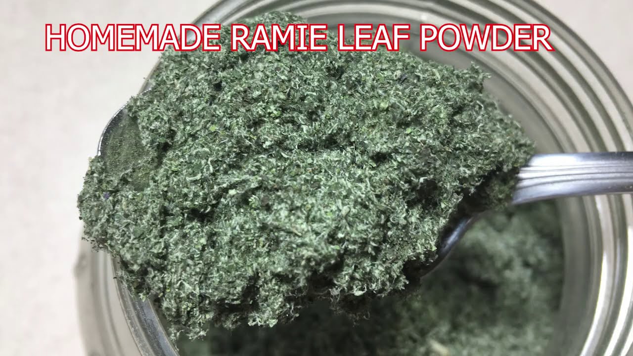 Cách Làm Bột Lá Gai Để Làm Bánh Ít - Homemade Ramie Leaf Powder