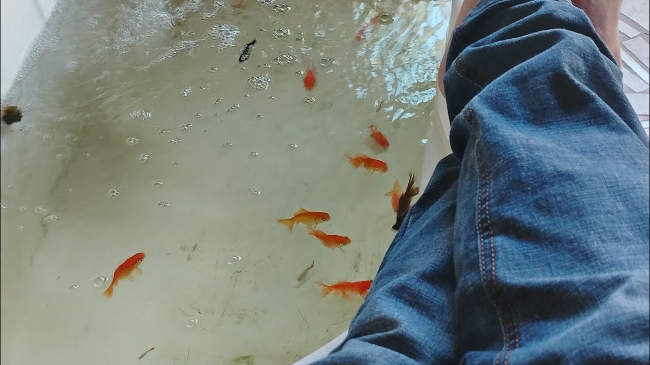Peces Golfich con el estanque limpio para