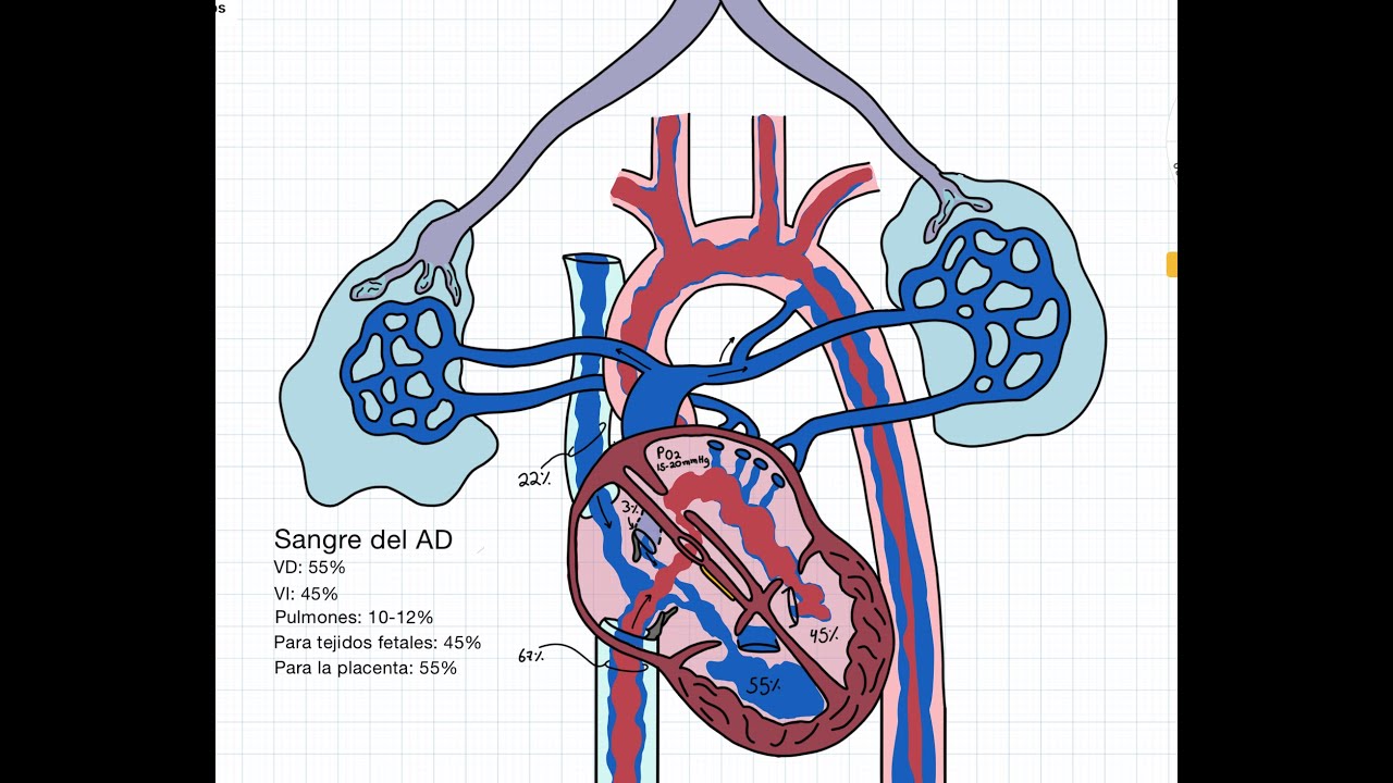 Embriología: Cardiovascular. Circulación fetal