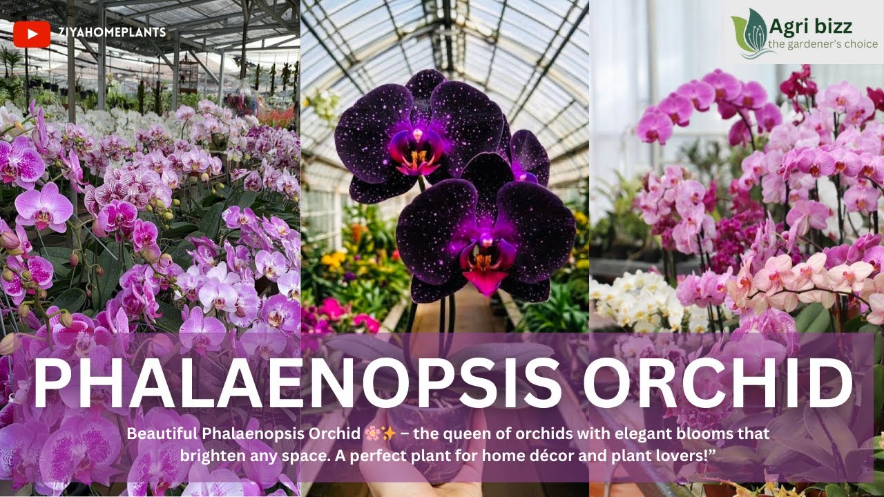 PHALAENOPSIS ORCHID സ്വന്തമാക്കാൻ ഇതിലും വലിയ അവസരം ഇനി കിട്ടില്ല 😍#phalaenopsis #plants #youtube 